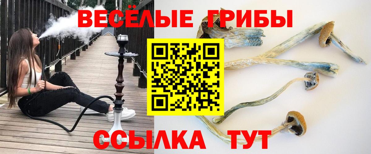 где можно купить наркотик  Галлюциногенные грибы Cubensis  Вход с VPN  Сертолово 
